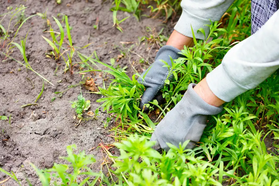 Benefits Of Routine Weed Control Treatments in Buford, GA