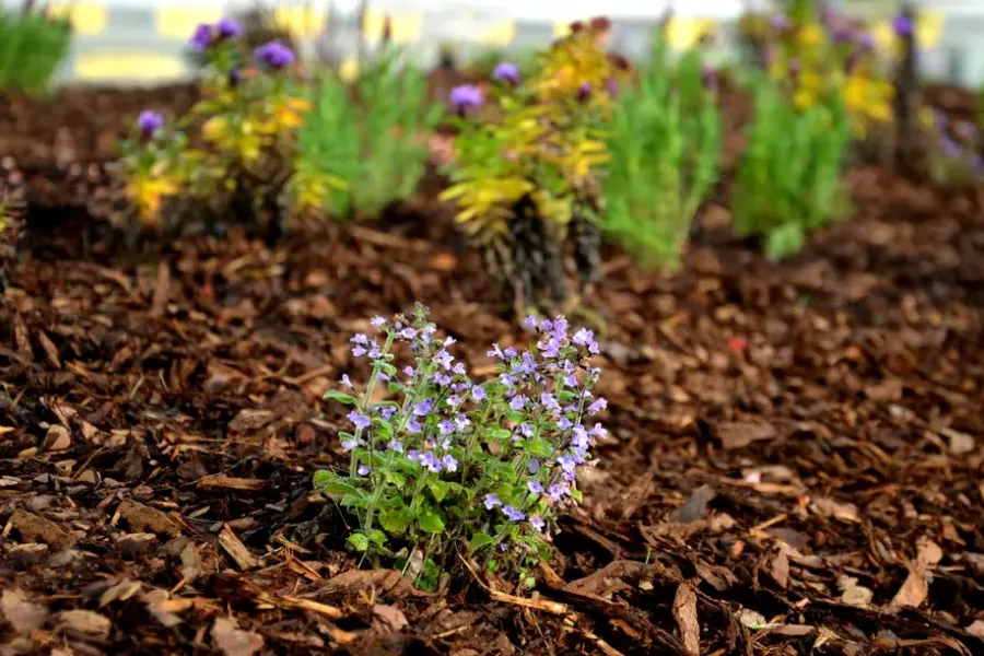 Mulching Techniques That Improve Landscape Longevity Buford, GA